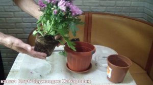 Комнатная Хризантема . Почему ее надо сразу пересадить !