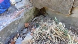 Каракурт. Волгодонск, август 2016г.