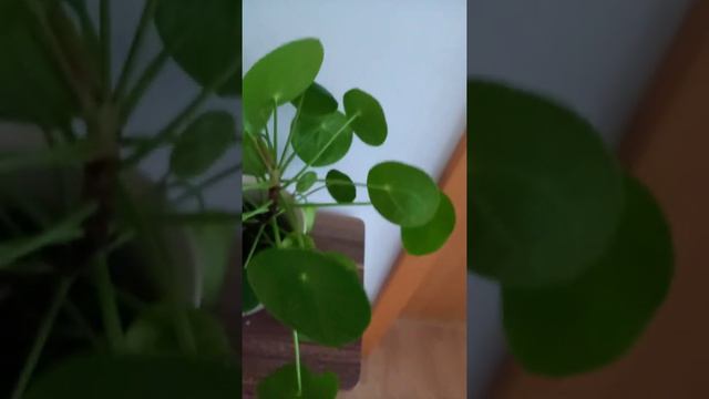 Ufopflanze? = Pilea peperomioides смотреть онлайн