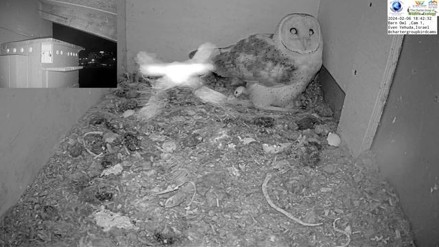 Shocking Moment! Baby Barn Owl Attempts To Devour Its Own Sibling! Viewer Discretion Advised: смотреть онлайн