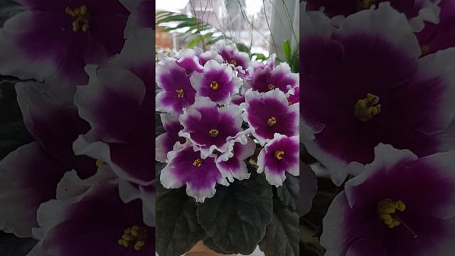 фиалка КZ-Свадьба  в Малиновке ?