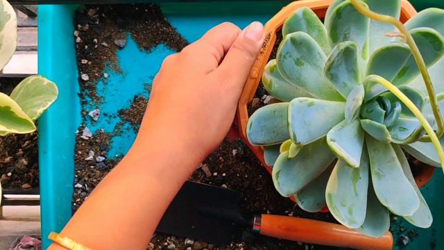 Succulent Plants Summer Care At 40⁰C In Details