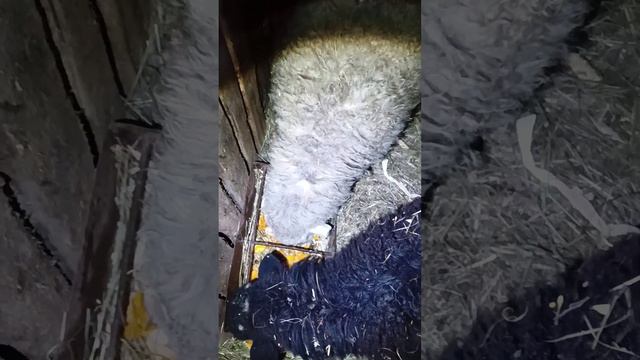 ЕДЯТ - КАПУСТУ И ТЫКВУ смотреть онлайн