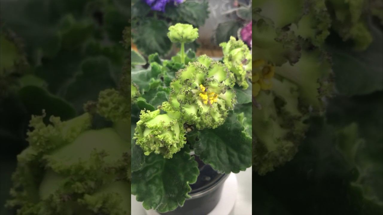 Зелёные солнца получились во втором цветении. #сортовыефиалки