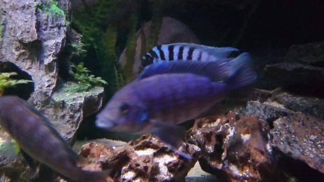 Maylandia zebra Classic BB смотреть онлайн