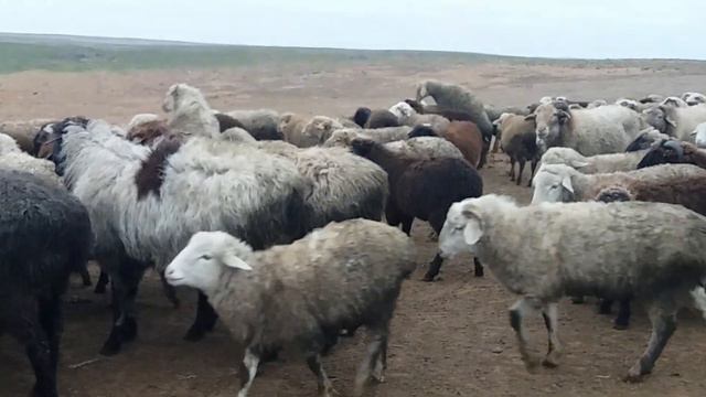 Бараны на откорме Калмыкия! смотреть онлайн