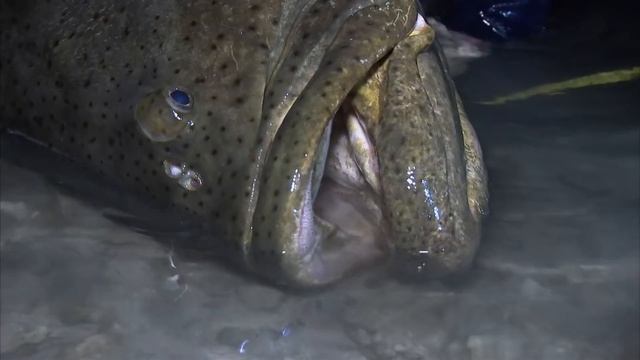GOLIATH Grouper! | GROUPER | River Monsters