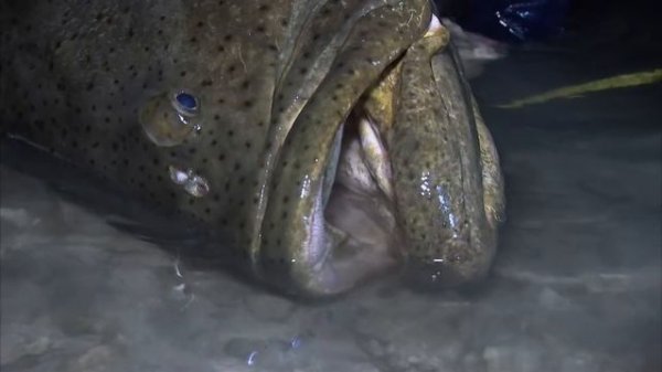 GOLIATH Grouper! | GROUPER | River Monsters