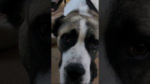 Как излечили алабая с полей от #ставрополь #помощьживотным  Дирофиляриоза #дирофиляриоз