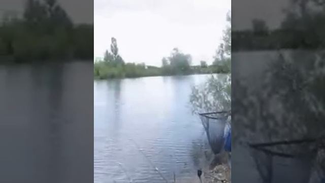 PELAGICEVO Jimi in action смотреть онлайн