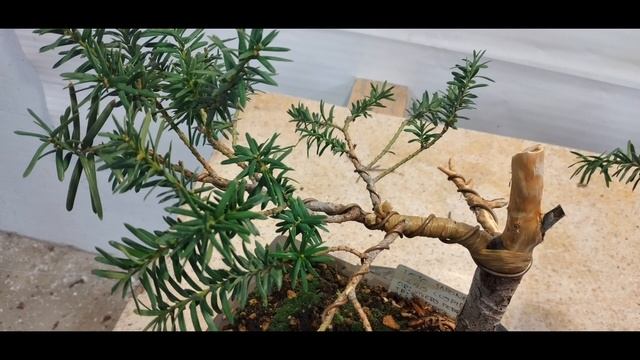 Bonsái Tejo Japonés - Taxus Cuspidata - Private Bonsai Collection смотреть онлайн