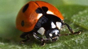Сбор и выращивание божьих коровок как бизнес идея