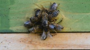 Формируем разные отводки в Улье- Лежаке!