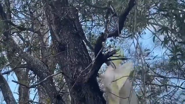 Territorial Cockatoo Tosses Goanna Lizard From Tree - 1147290 смотреть онлайн