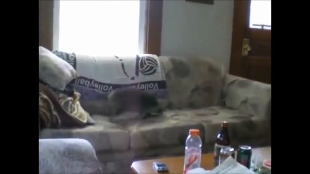 ТОП 5 Лучшие видео с енотом. #Енот #хочет #играть! смотреть онлайн