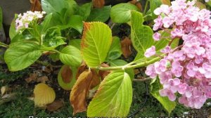 Болезни гортензии метельчатой и борьба с ними