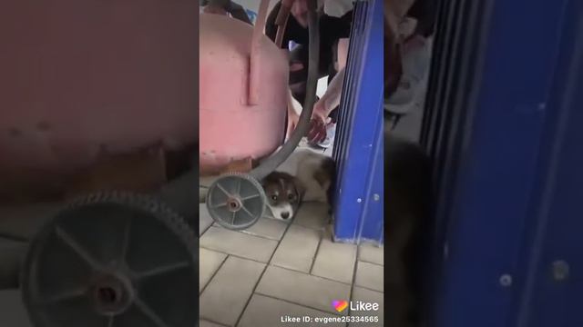 Милые животные. Не обижай животных смотреть онлайн