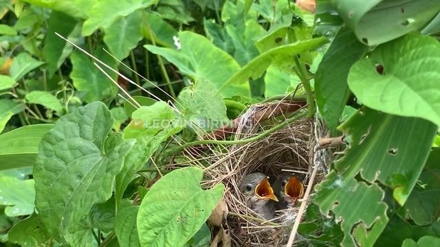 14 day old chicks eat a lot in the nest - Bar winged prinia смотреть онлайн