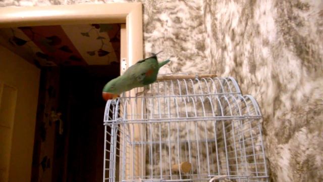 Александрийский попугай Гринни: шкодник 2 часть октябрь 2015г смотреть онлайн