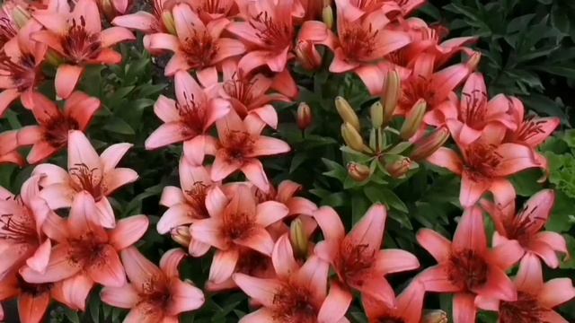 #ухта #лилии #флоксы Жду дождя и дачников Ухты. смотреть онлайн