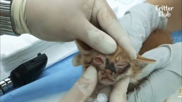 😿Спасение котика без гласиков😿😭 Хорошо то что ему вылечили глазки😿💛 смотреть онлайн