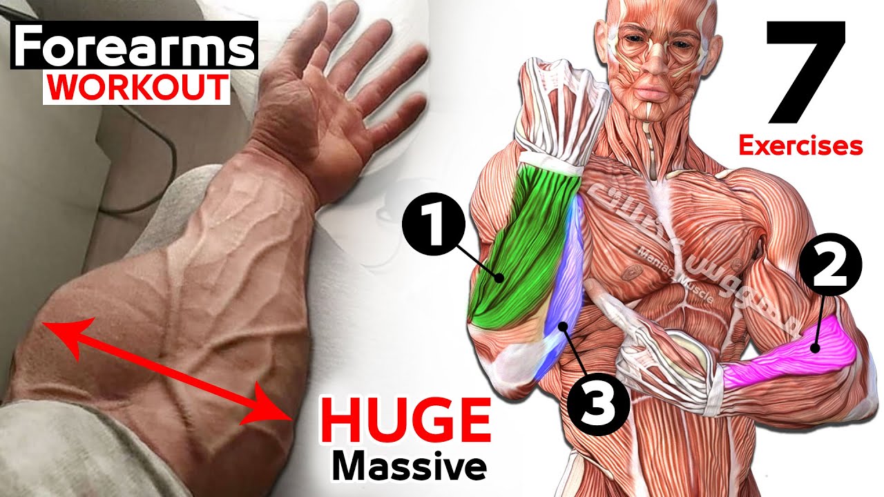 Как построить тренировку для предплечий ( эффективных упражнений) смотреть онлайн