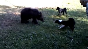 Лайка русско-европейская