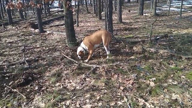 16 февраля Багаж С Маршак смотреть онлайн