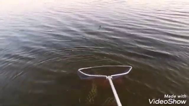 Рыбалка на сазана: в Астрахани : сазана 2019 : на бойлы смотреть онлайн