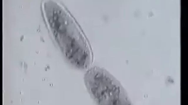 деление инфузории туфельки смотреть онлайн