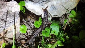 Борьба со слизнями!!! Как защитить посадки. Слизни. Простой метод борьбы со слизнями на огороде.