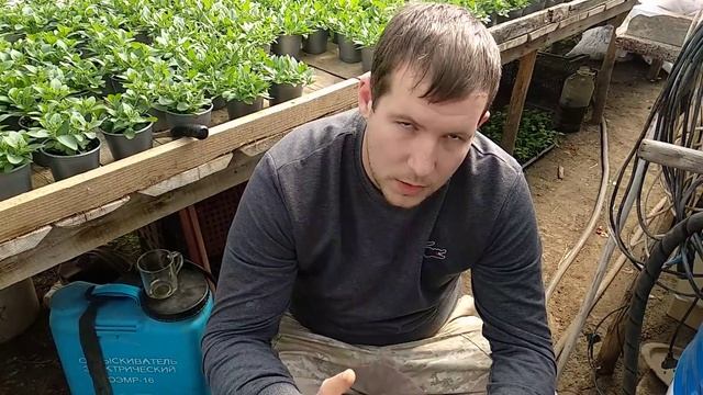 Клубника в горшках, малообьемка. смотреть онлайн