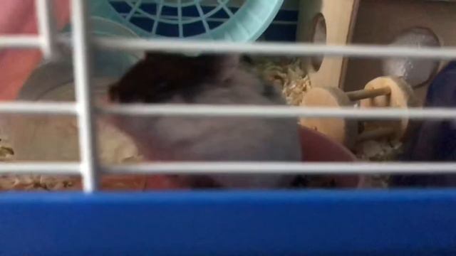 КАК ПРИРУЧИТЬ ХОМЯКА? ПЕРВЫЕ ДНИ ХОМЯЧКА ДОМА/ ПОЧЕМУ ХОМКА КРИЧИТ?/ MOUSE CHANNEL❤️ смотреть онлайн