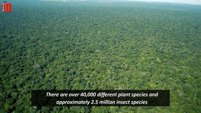 Facts about Amazon Rainforest - the lungs of our planet | Top10 DotCom смотреть онлайн