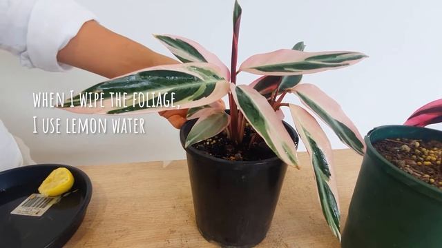 Plant Diary How I care Stromanthe Tricolor Triostar Wiping Cleaning Foliage and give moist смотреть онлайн