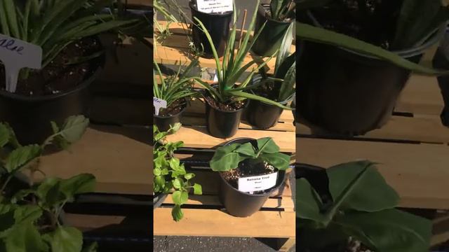 Crazy Coral #1 Mystery shopper смотреть онлайн