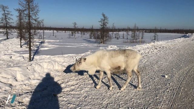 Купил Pajero Sport 1. Мой опыт. Mitsubishi Pajero Sport My Experience