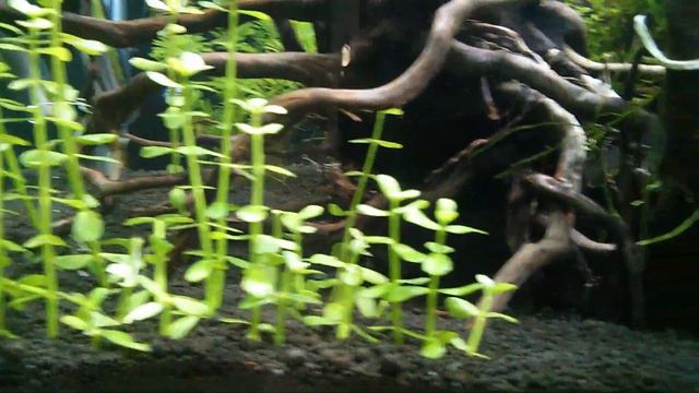 Bacopa Monnieri смотреть онлайн