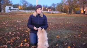 Что делать, если собака писает дома? (исправляем ошибки)