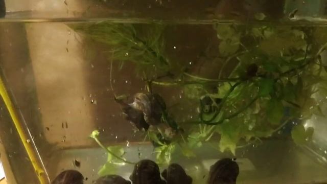 Кладка ампулярий