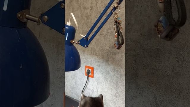 Black cat is love: 17.11. День ЧЁРНЫХ КОТОВ смотреть онлайн