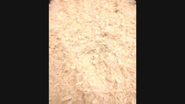 Чем кормить морских свинок? Проращивание овса. смотреть онлайн