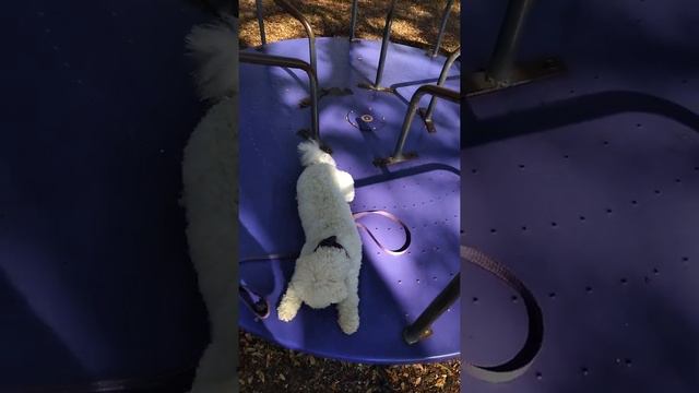 Brimley the Bichon "Merry Go Round" смотреть онлайн