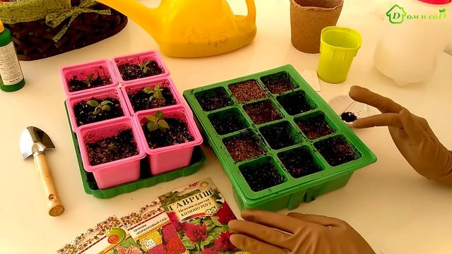 ЦЕЛОЗИЯ - выращивание из семян смотреть онлайн