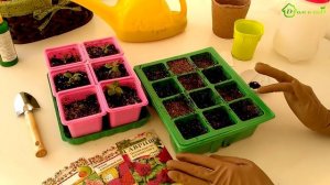 ЦЕЛОЗИЯ - выращивание из семян