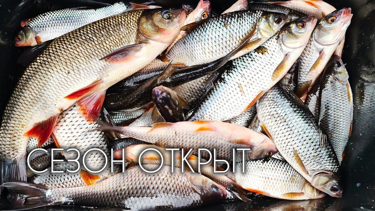 КЛЮЁТ НА КАЖДОМ ЗАБРОСЕ #язь #сорога #fishing #рыбалка смотреть онлайн