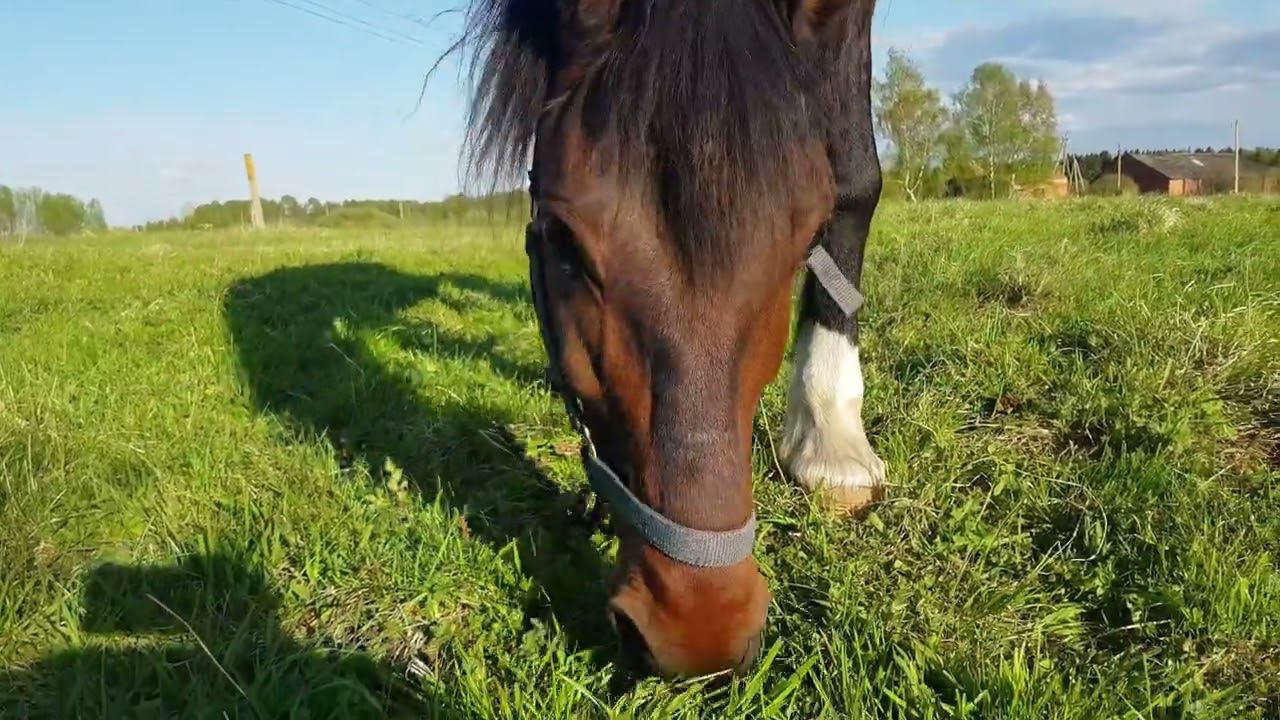 Русский той пасёт коз в поле смотреть онлайн