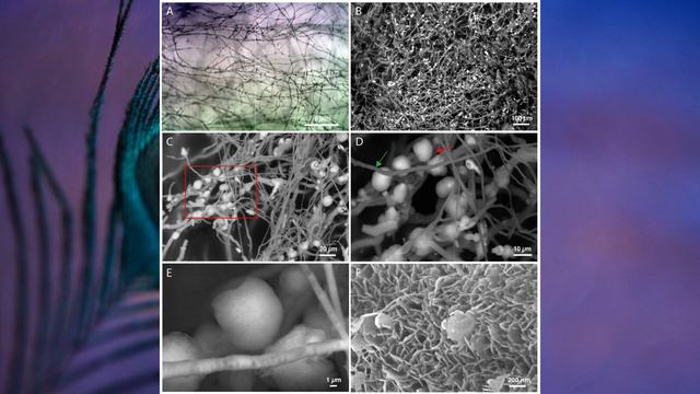 "Отдел Аскомикота, или Сумчатые грибы", Биология 7 класс, Сивоглазов смотреть онлайн
