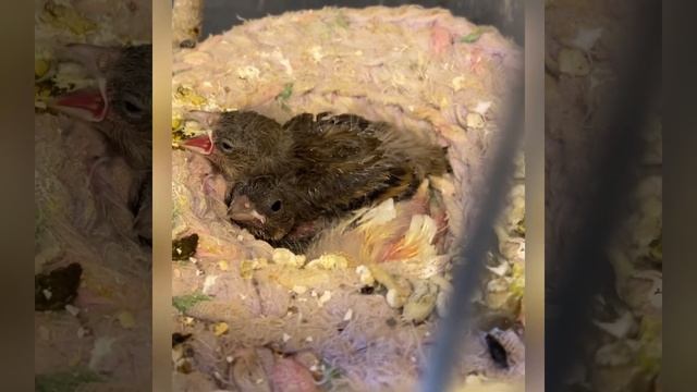 Гибридизация, гибриды Репела и Канарейки 1-я кладка смотреть онлайн