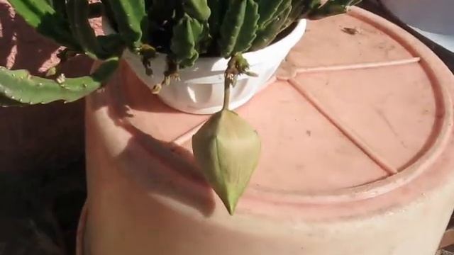 Зацвёл кактус " Оленьи рога " смотреть онлайн